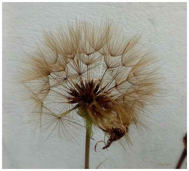 Fin de vie................Bon mardi mes ami(e)s❤️