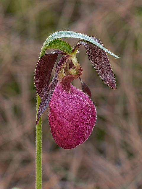 Cypripedium acaule (Pink Lady's-slipper orchid)