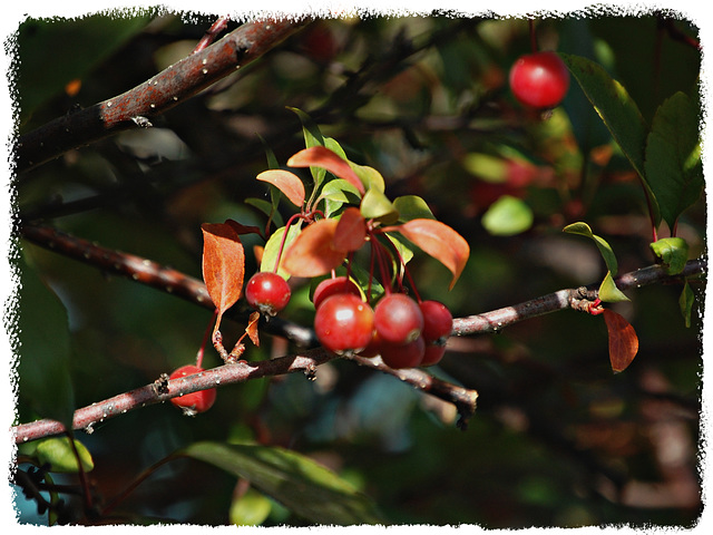 Crab apples and the Fall morning light