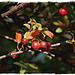 Crab apples and the Fall morning light