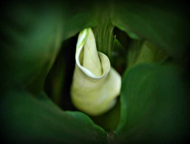 Calla Lilly