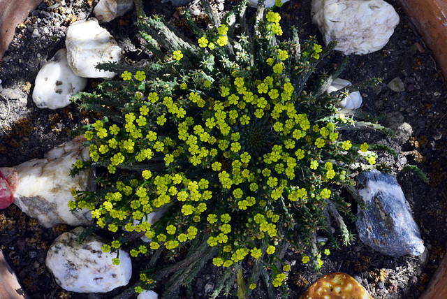 Euphorbia Kaput medusae