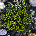 Euphorbia Kaput medusae