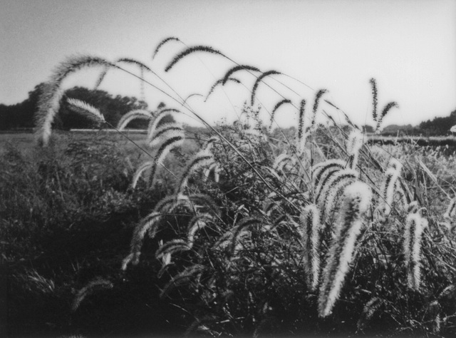 Bristlegrass with morning dew