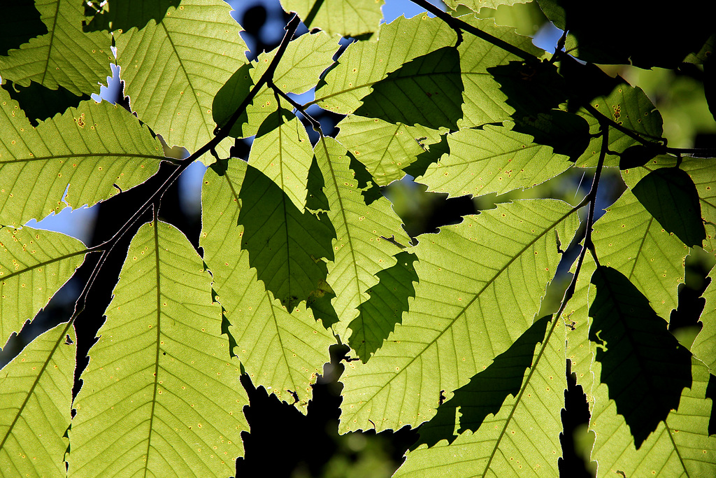 Maronenblätter im Sonnenlicht