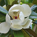 ...fleur de magnolia,symbole de la fidélité...