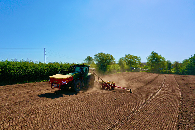 Preparing the maize