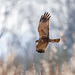 Marsh harrier