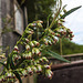 20230810 3816CPw [D~MS] Gewöhnlicher Beifuß (Artemisia vulgaris agg), Rieselfelder Münster