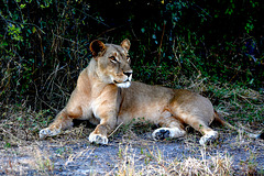 Botswana, Chobe National Park, Lioness in Ambush