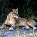 Botswana, Chobe National Park, Lioness in Ambush