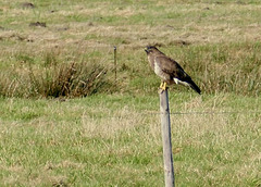 'alles im Blick' hat der Greifvogel