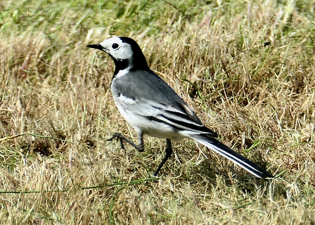 Bachstelze