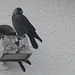 Jackdaw (Corvus monedula) resting 02