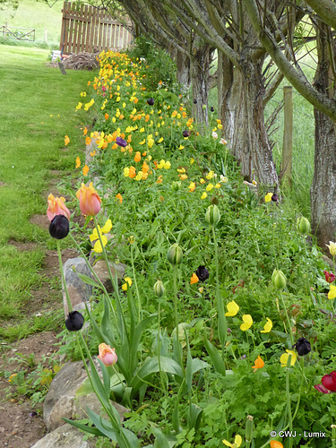 The poppies are taking over.