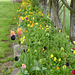 The poppies are taking over.