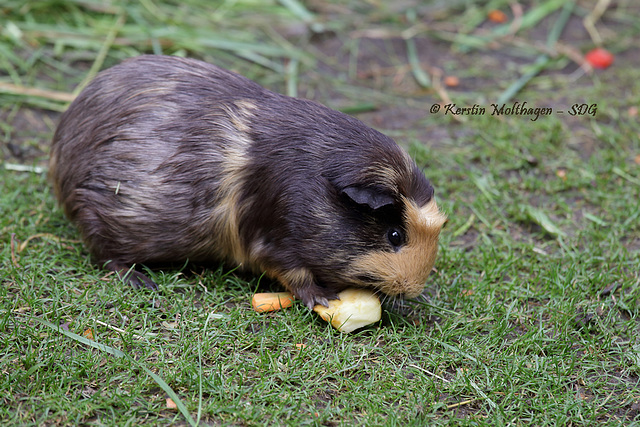 Meerschweinchen (Hagenbeck