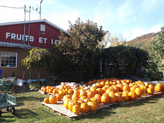 Fuits et légumes......et citrouilles !