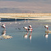 Andean flamingoes in Laguna Chaxa (PiP)