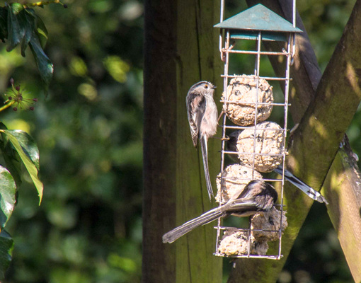 Long-tailed Tit -DSB 2549