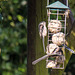Long-tailed Tit -DSB 2549