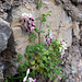 Fumitory among the rocks