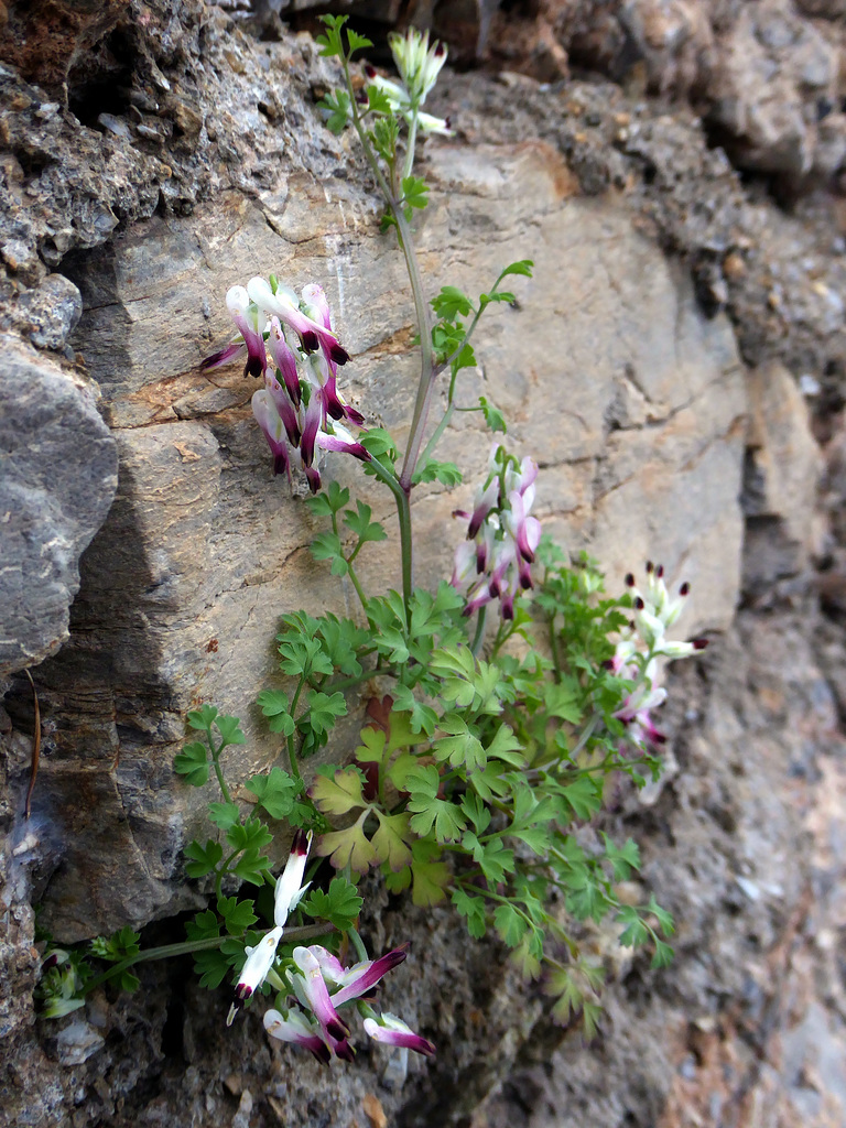 Fumitory among the rocks