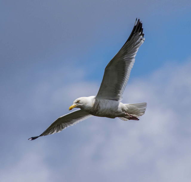 New Brighton flight set (18)