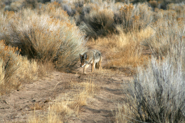Coyote on a mission