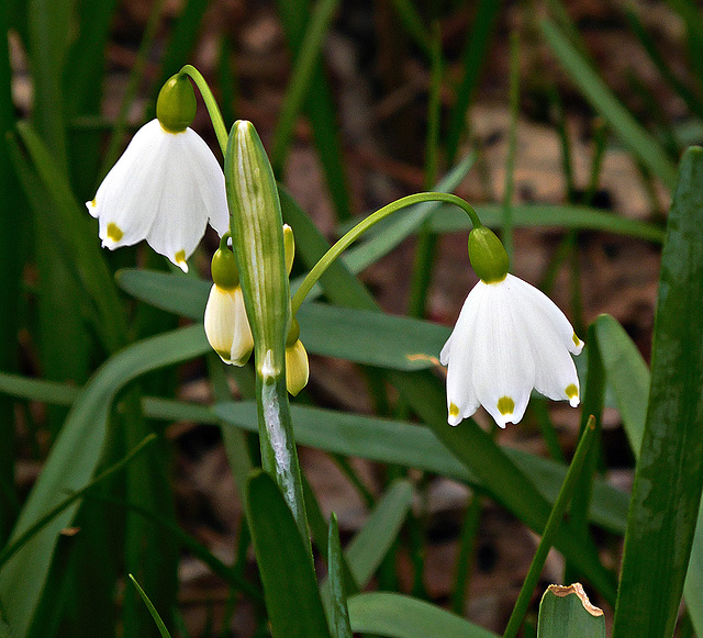 Signs of spring