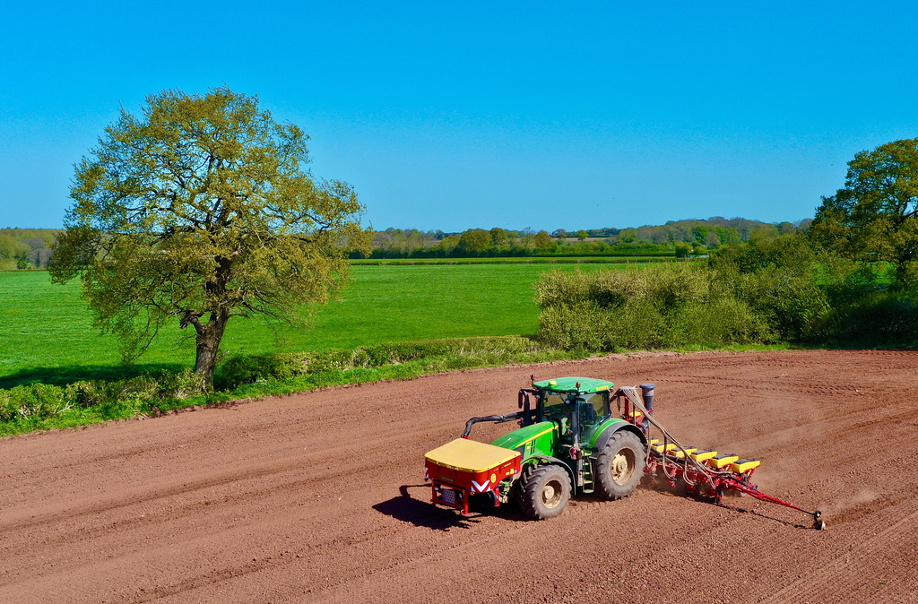 Preparing the maize