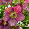 Hellebore