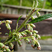 20230810 3817CPw [D~MS] Gewöhnlicher Beifuß (Artemisia vulgaris agg), Rieselfelder Münster
