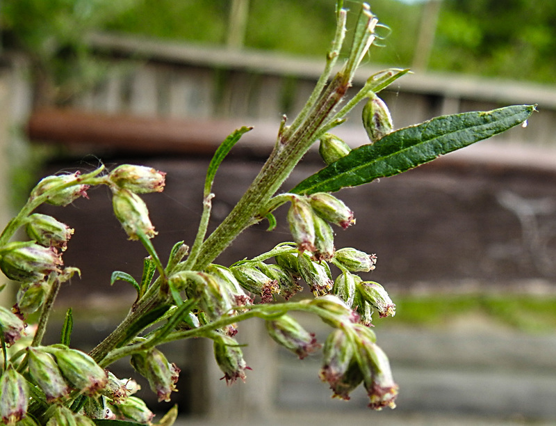 20230810 3817CPw [D~MS] Gewöhnlicher Beifuß (Artemisia vulgaris agg), Rieselfelder Münster