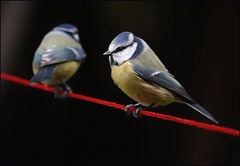 Slackline