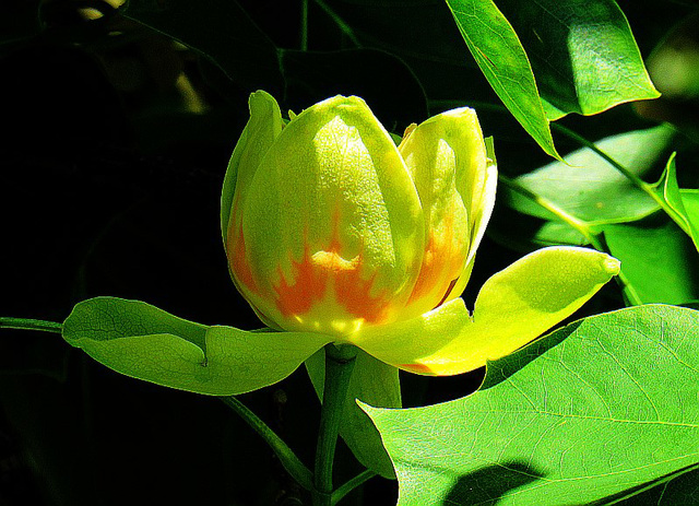 Floro de tuliparbo