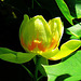 Floro de tuliparbo