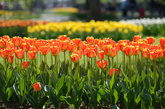 Fête de la tulipe...