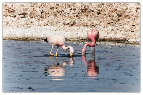 Andean flamingo-Phoenicoparrus andinus