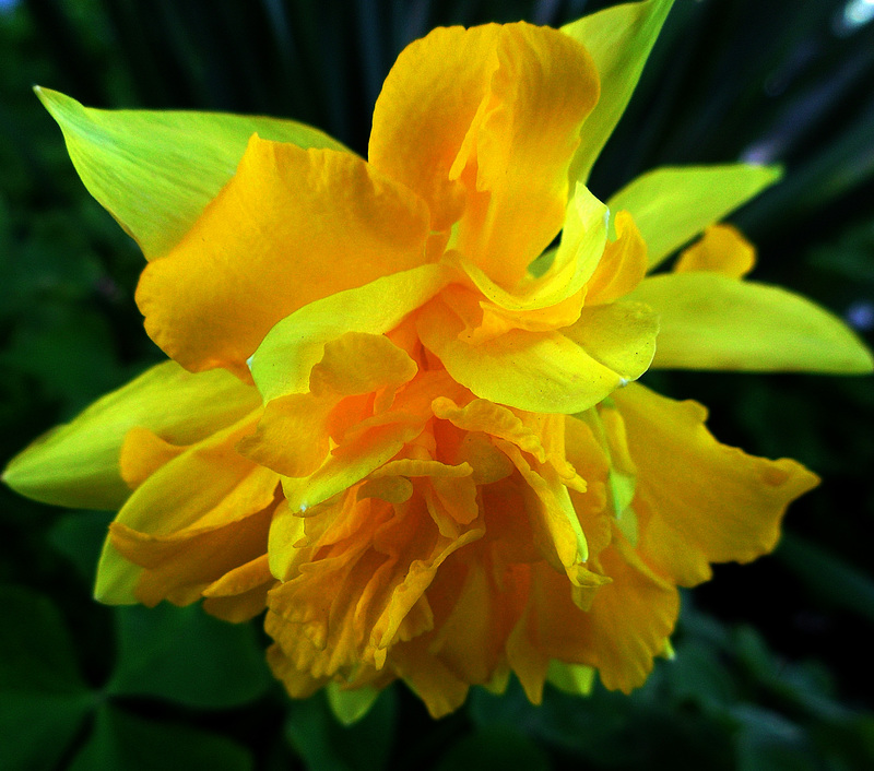 Yellow daffodil