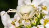 Crab Spider (again)