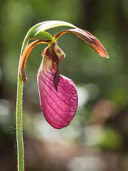 Cypripedium acaule (Pink Lady's-slipper orchid)