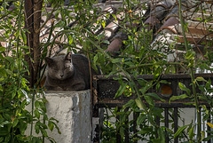 Athènes décembre 2017 photos de rue 049