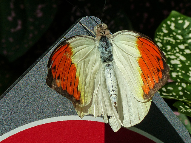 Great Orange Tip / Hebomoia glaucippe