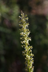 Long-spurred Piperia