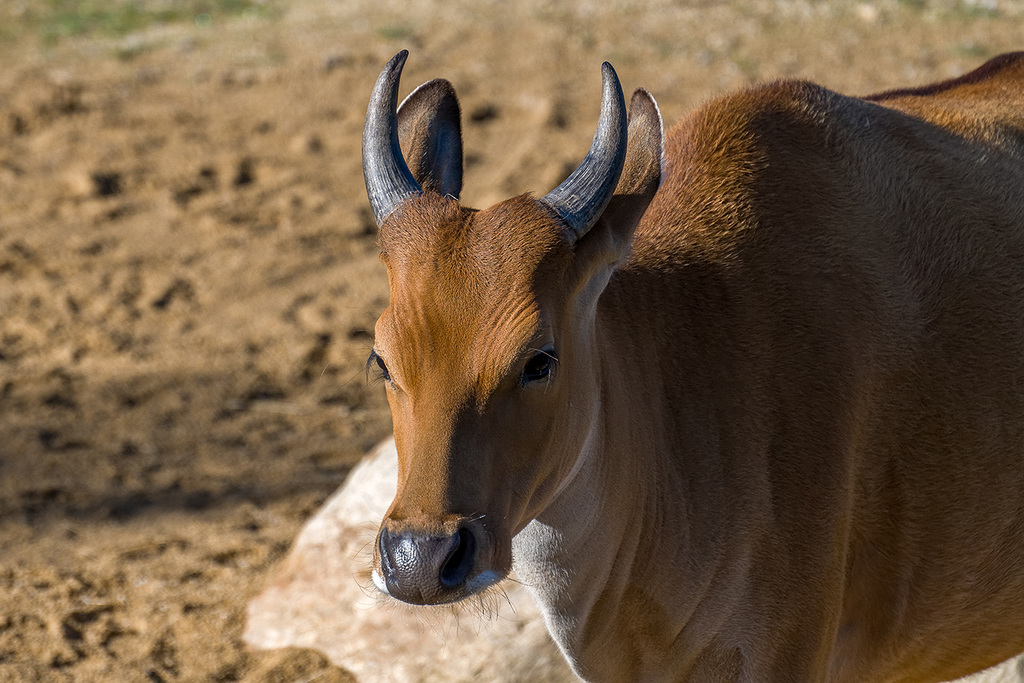 Forest buffalo