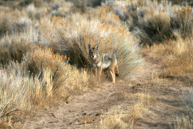 The coyote notices us...