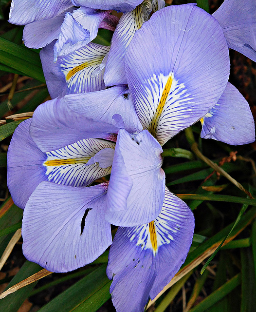 Iris close-up