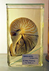 NHM nautilus preserved DSC 5401