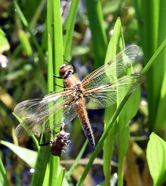 Vierflecklibelle mit ihrer Larve